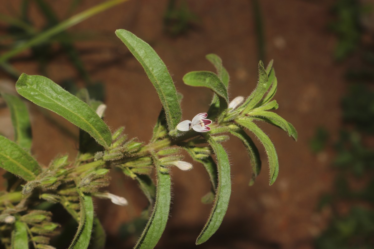 Andrographis echioides (L.) Nees